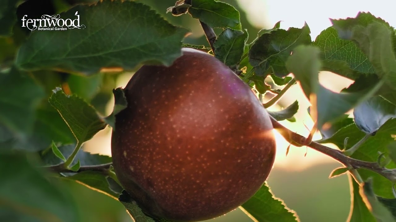 Carriage House Ciders - Why is this Region Special?