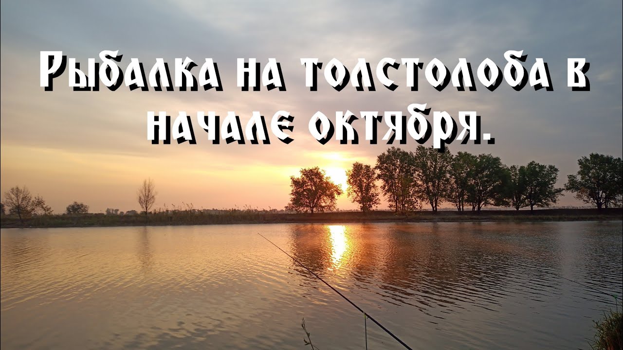 На что клюёт толстолоб в начале октября?