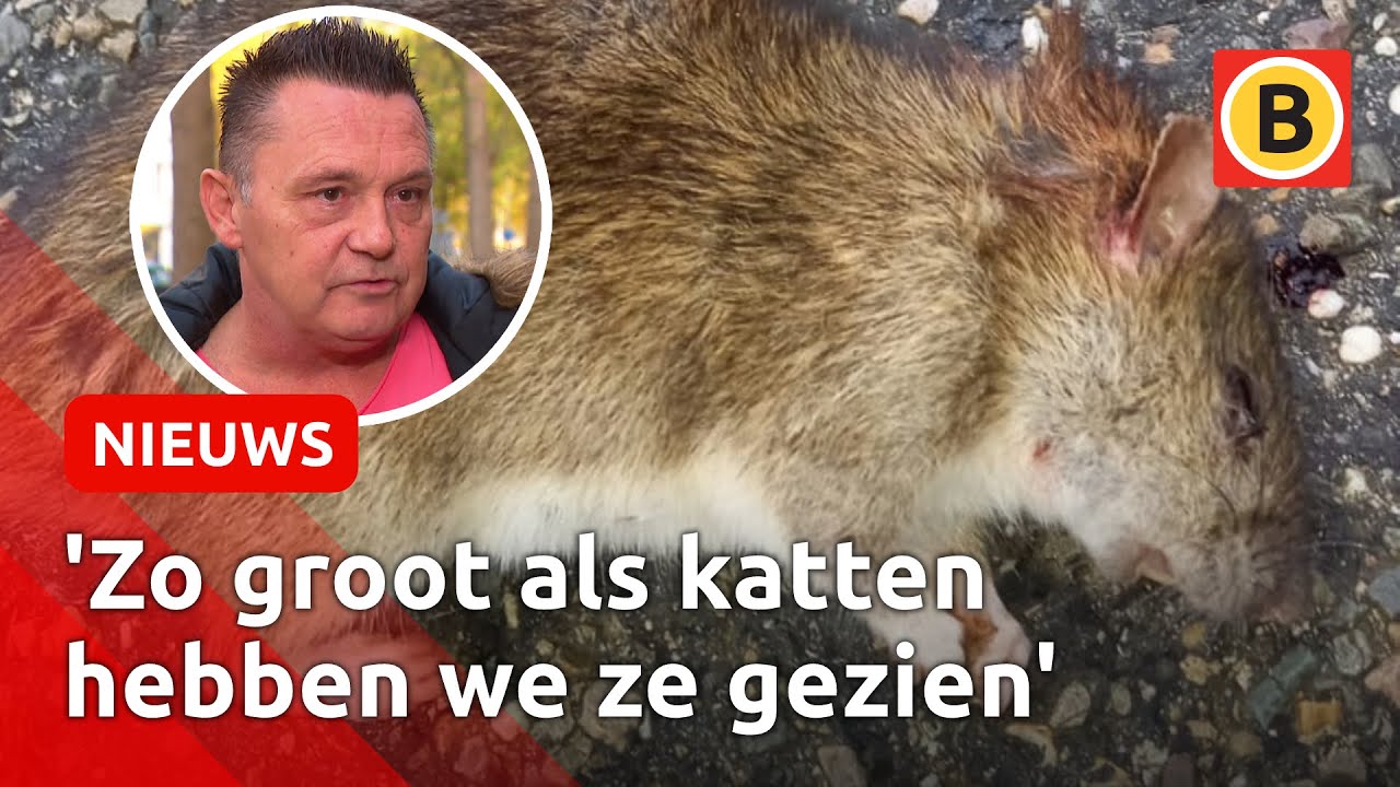 Ratten teisteren straat in Breda: ‘Bang dat kinderen worden gebeten’ | Omroep Brabant