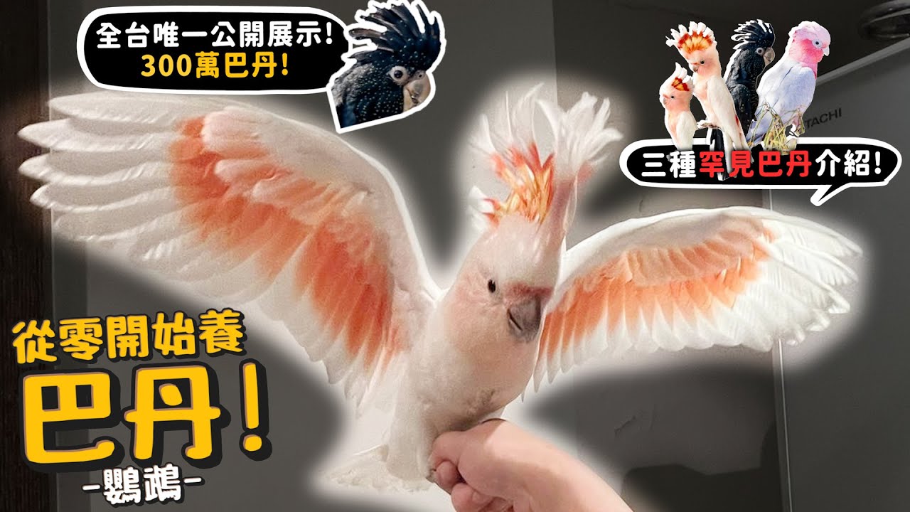 【從零開始養】三種巴丹!台灣唯一公開展示300萬紅尾黑巴丹!愛鳥成痴!每天2-40種新鮮食材給車輪冠鸚鵡!粉紅巴丹!【許伯簡芝】