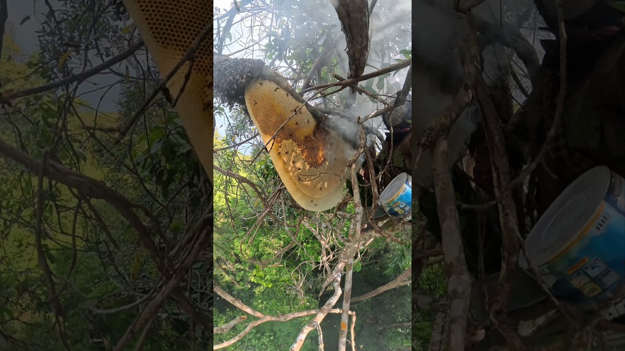 ឃ្មុំព្រៃចង្អេទុំលើដើមច្រម៉ាស់កម្ពស់ 50 ម៉ែត្រ ប្រមាញ់ដោយដង្ខៅ ព្រះល័ក្សិណវង្ស