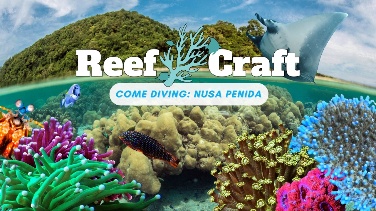 Wild Reefs of Nusa Penida | Coral, Fish & Tiny Creatures You’ve Never Seen!