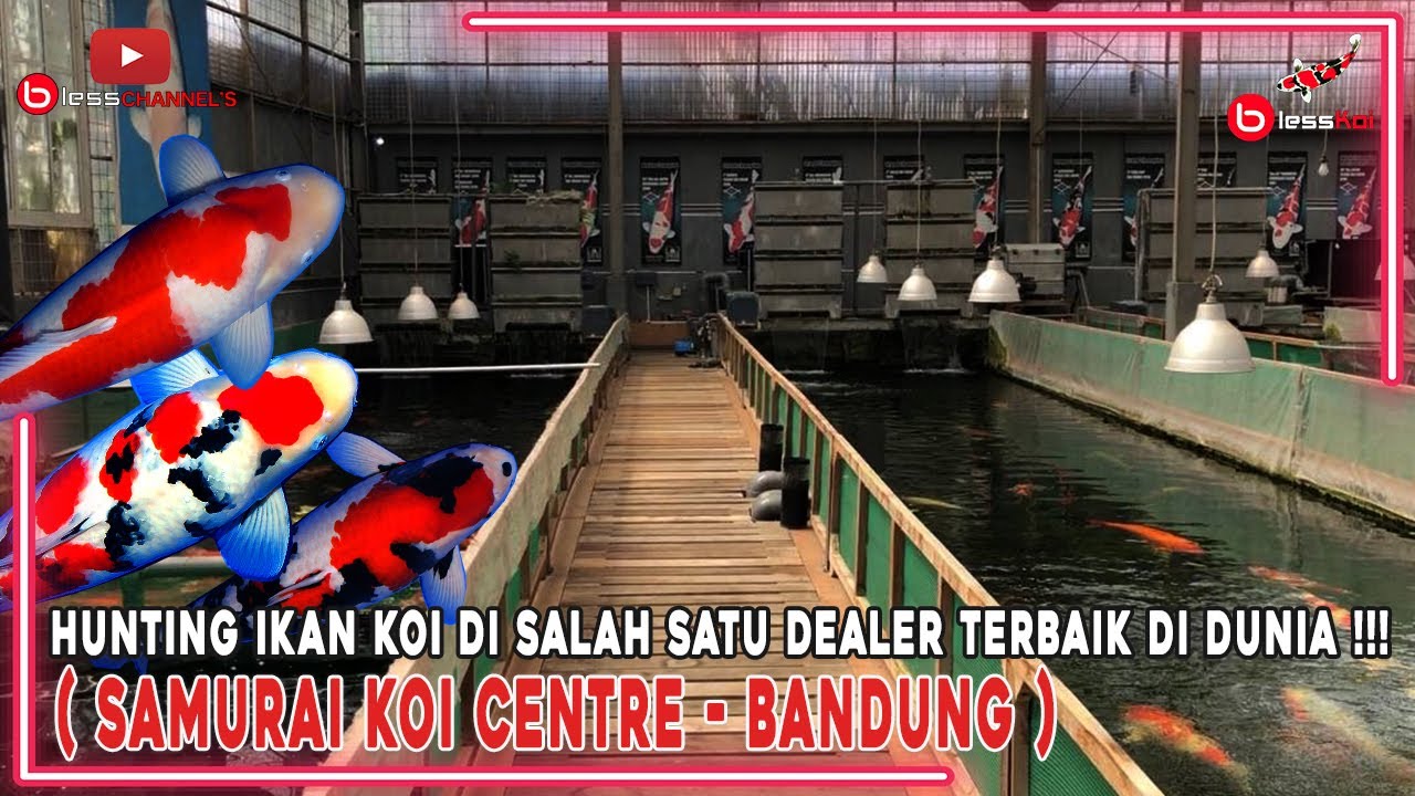 HUNTING IKAN KOI DI SALAH SATU DEALER TERBAIK DI DUNIA❗❗❗( SAMURAI KOI CENTRE  - BANDUNG )