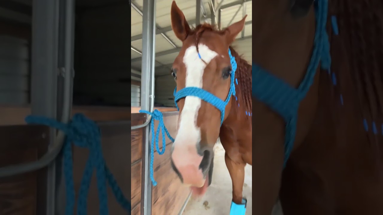 How my gelding feels after I got him all braided up￼. #trending #fypシ゚viral #horses #geldings