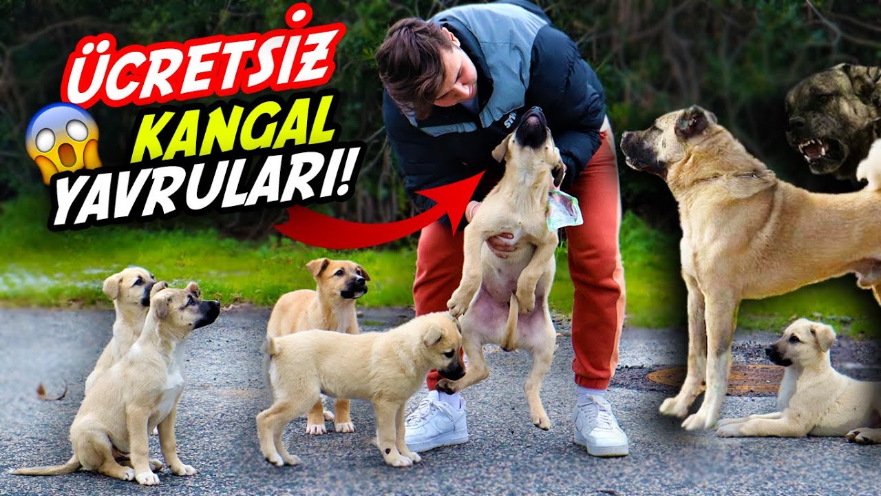 ÜCRETSİZ KANGAL YAVRULARI 😱🐕