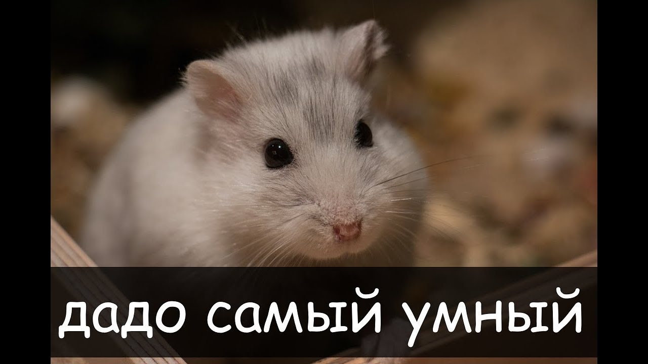 дадо самый умный [ЛОР]
