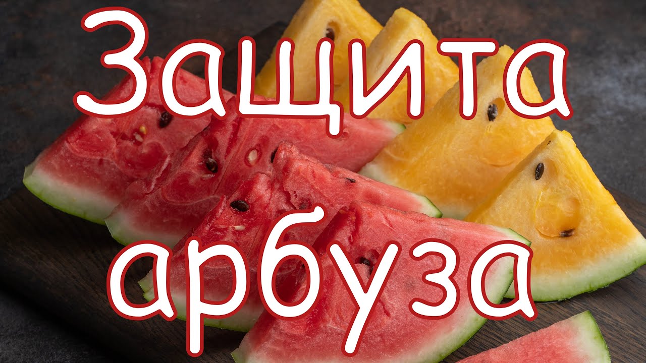 Защита арбуза. Технология от Аллея Вкуса