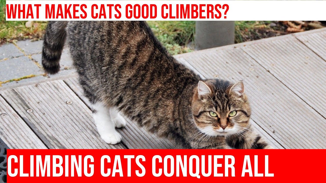 Feline Mountaineers: Exploring the Climbing Skills of Cats