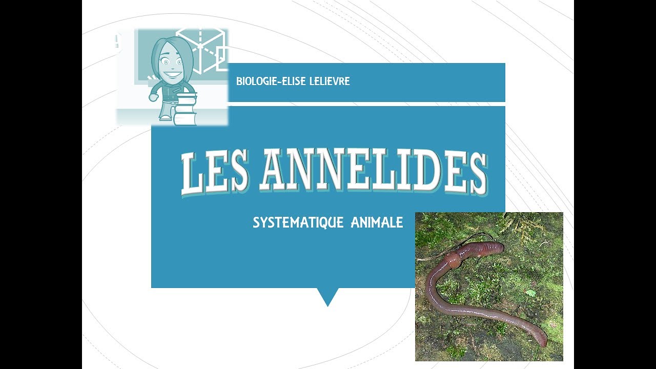 Les Annélides