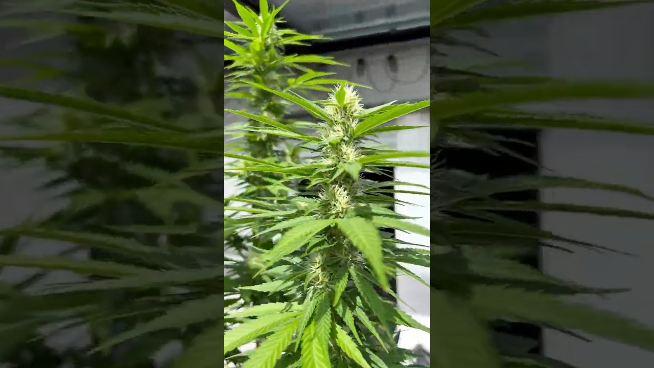 Please dear sun, stay a little longer. Mimosa x orange Punch documentary #sun #outdoors #plants