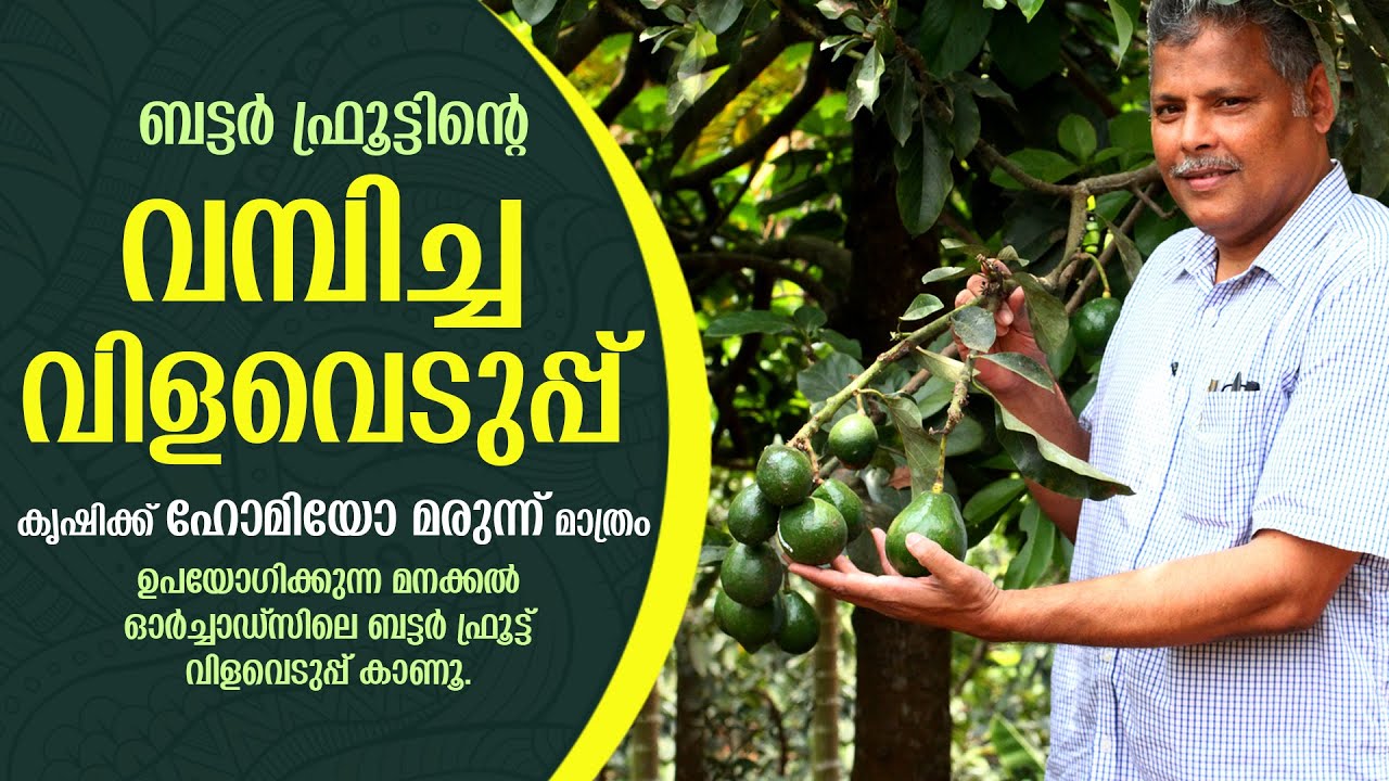 ബട്ടർ ഫ്രൂട്ടിൻ്റെ വമ്പിച്ച വിളവെടുപ്പ് കാണൂ..
