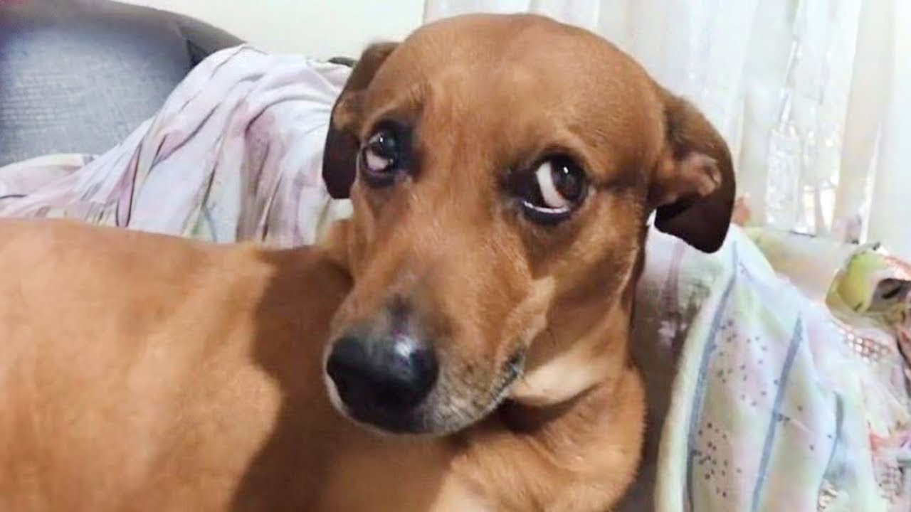 20 MINUTOS DE PERROS SÚPER GRACIOSOS EN VIDEO