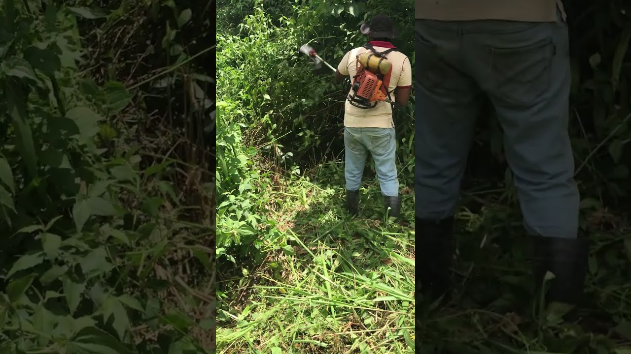 Cleaning My Overgrown Land | Grass Brush Cutter Satisfying Video 🌿