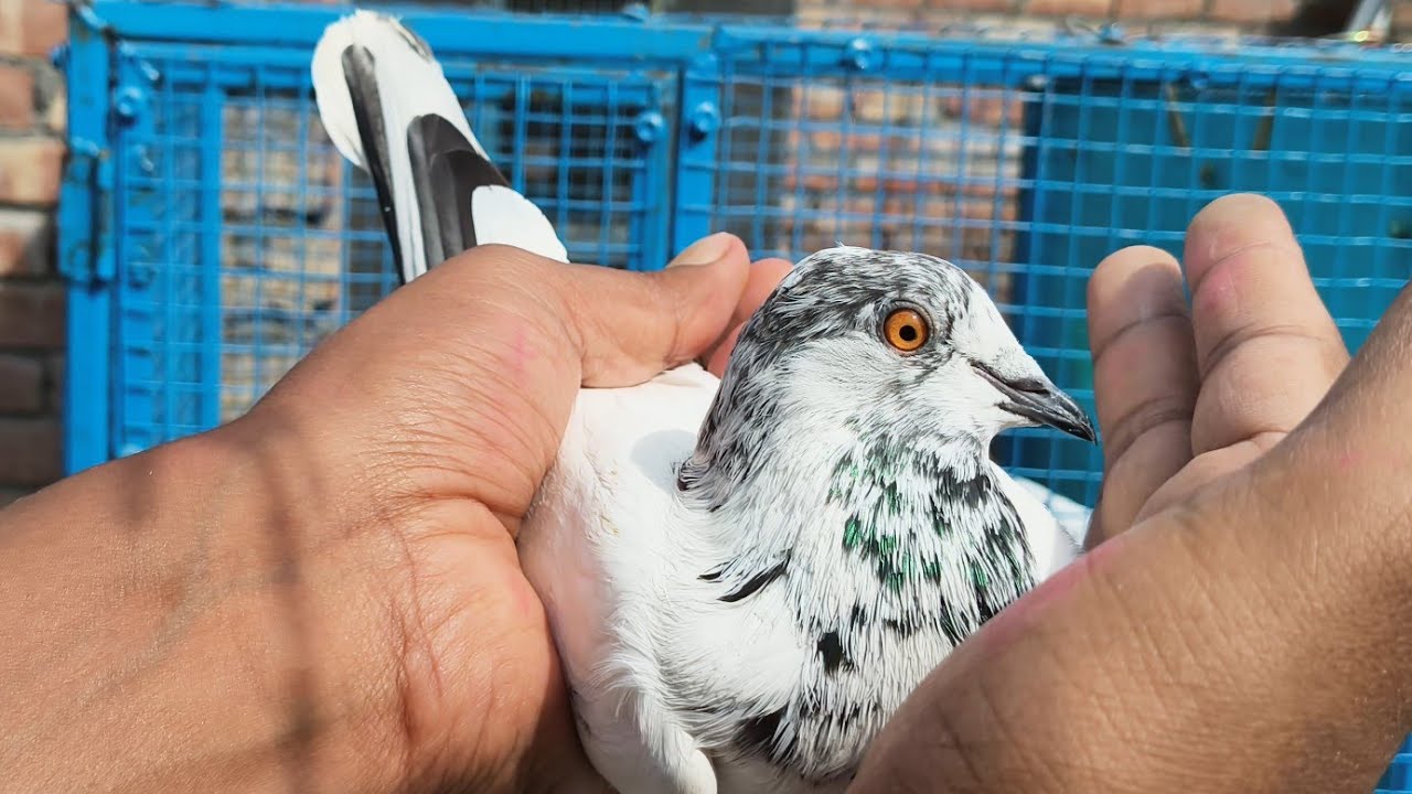 Pure bloodline ke pure punjabi malwai kabutar uddan k liye full garanty k for sale 9350051975