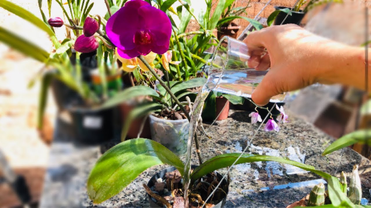 Quantas vezes devo molhar a minha orquídea???