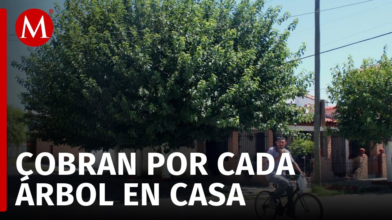 Cárteles extorsionan a pobladores de Tamaulipas por árboles plantados
