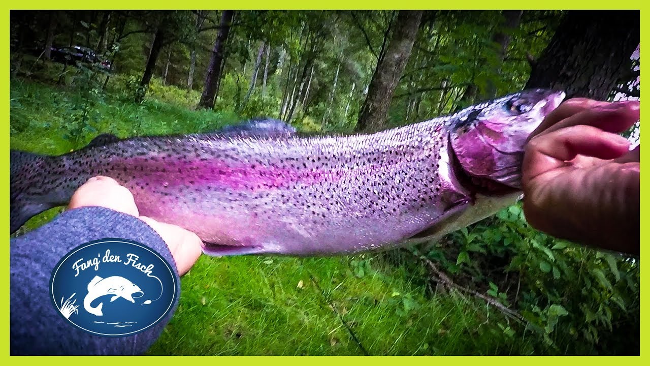 Verrückte Fische! So angelt man Forellen in Schweden