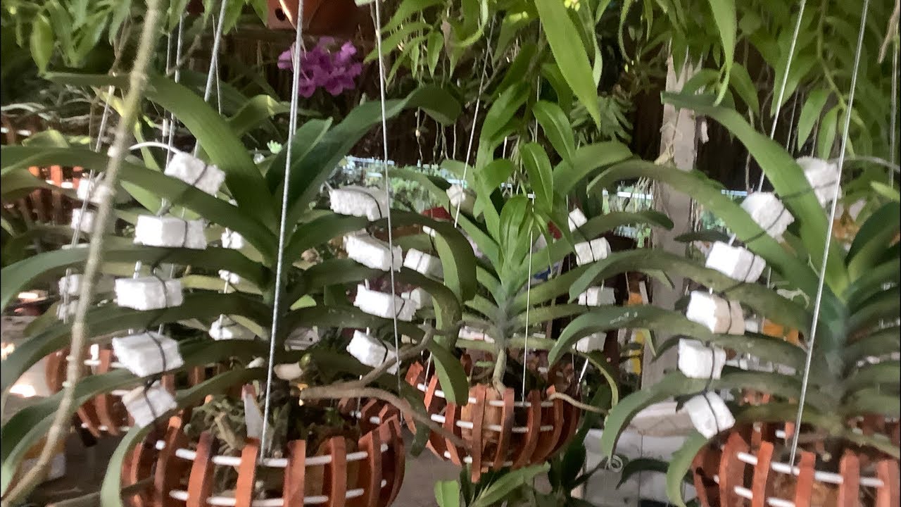 LAN ĐẸP TỐI 5/2.0931114957