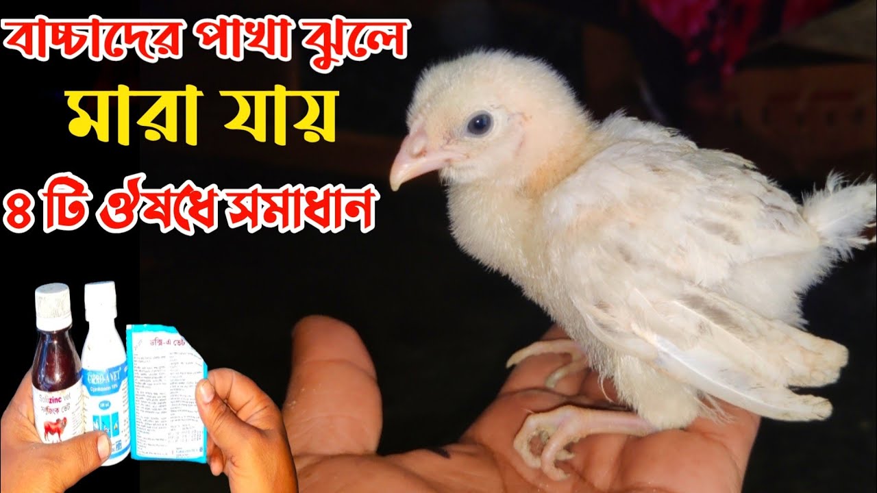 মুরগির বাচ্চা পাখা ঝুলে মারা যায় || কোন ঔষধ খাওয়াতে হবে || Nur Bhai
