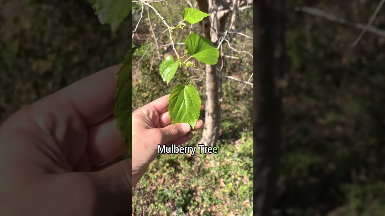 Three Native Flowering Trees to plant in Texas & Why we love them!