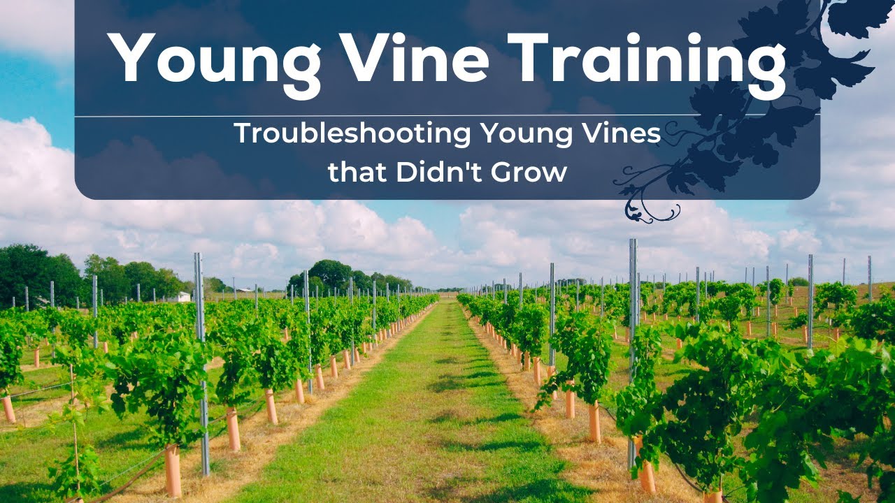 Troubleshooting Young Vines that Didn't Grow