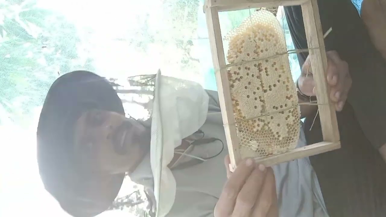 Sateri Madhmashich pol eka sound madhe basal hot te petit bharle ( apis cerana indica) 🐝🍯