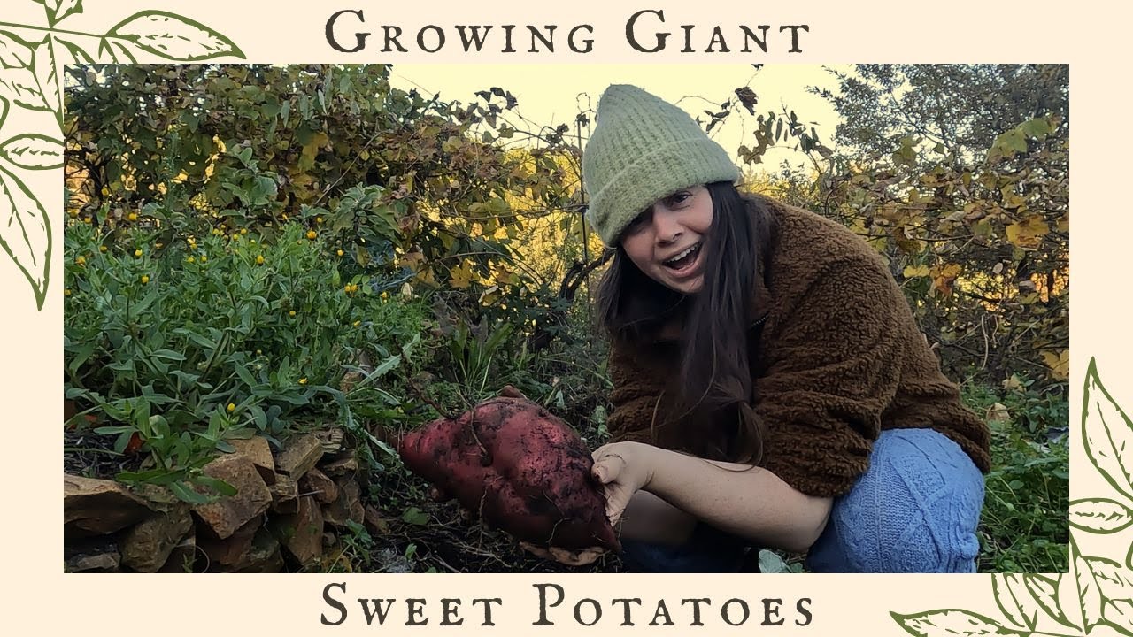 Growing Giant Sweet Potatoes | Late Autumn In Portugal