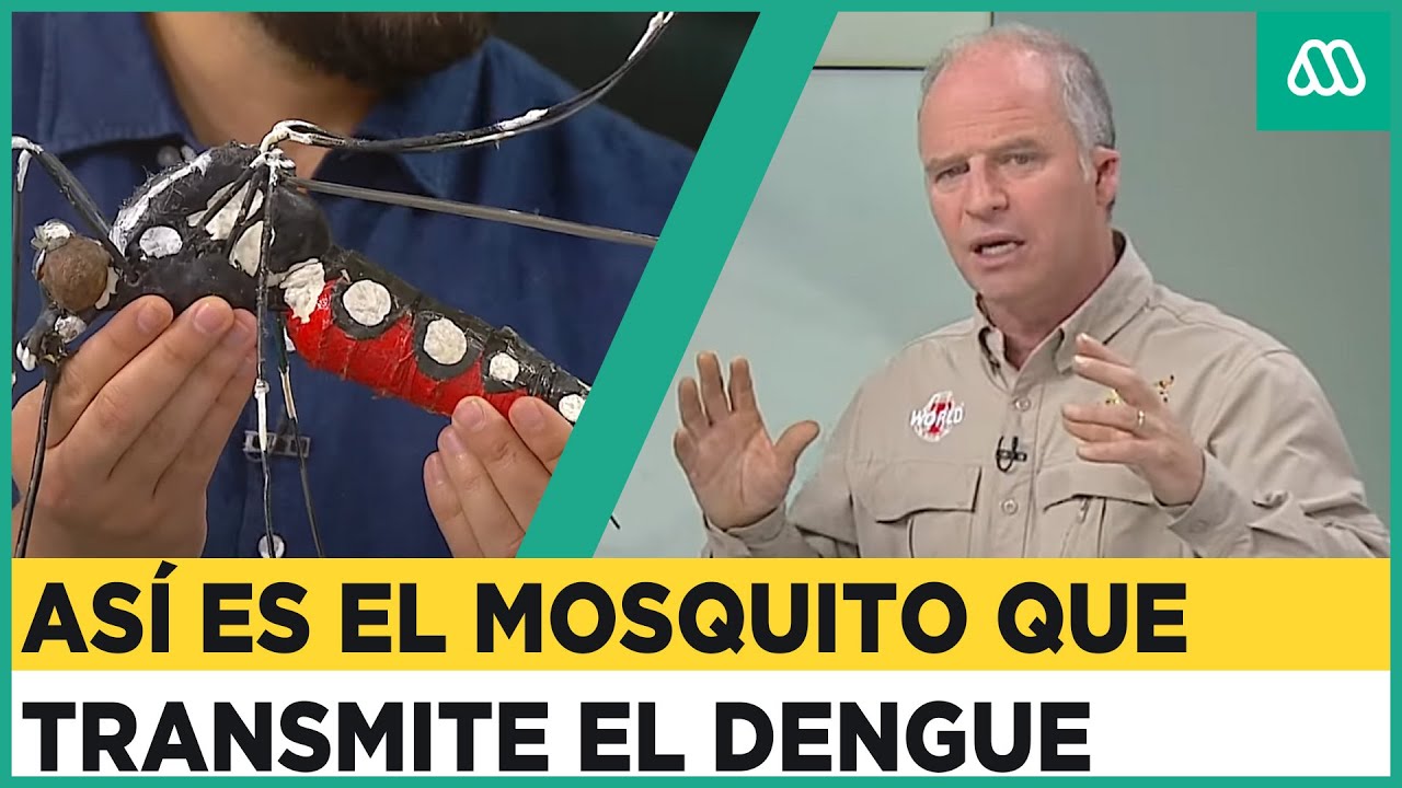 Alerta en Chile por Dengue: Así es el mosquito que lo transmite