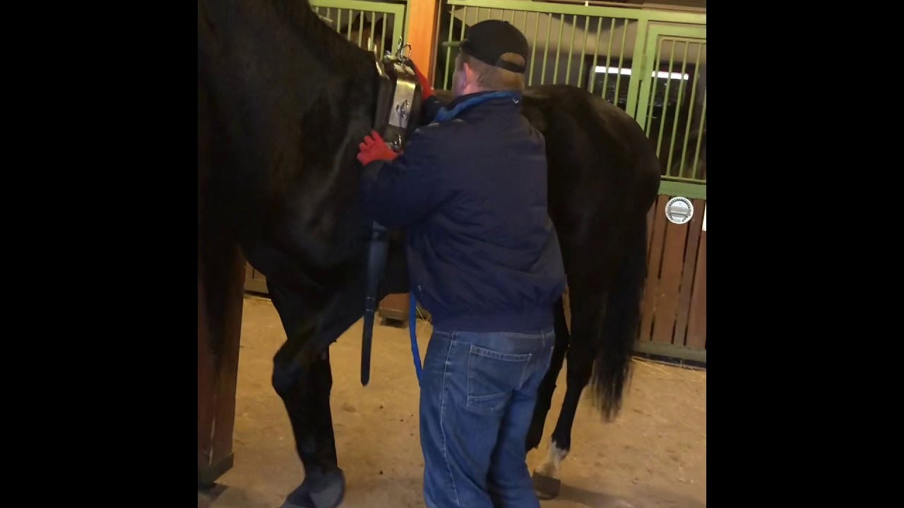 2,5 years old Totilas mare 😍 first training