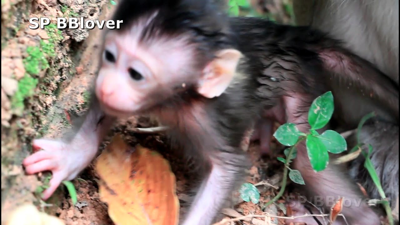 Psycho Monkey Steal Baby More Than 24 Hours - Amara 35