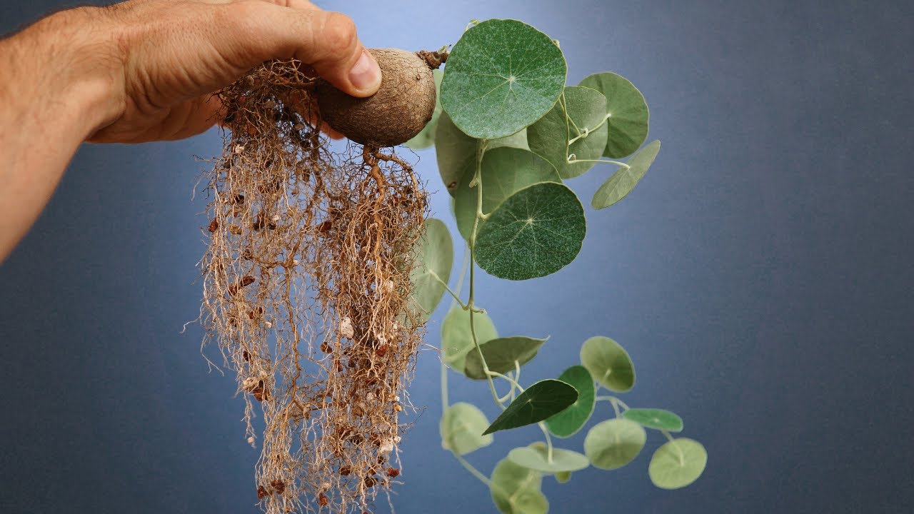 These Stephania Erecta Roots are INSANE!!!