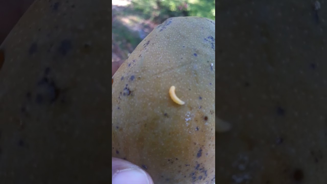 Fruit Fly Larvae On A Mango! #homestead #garden #mango #homesteading #farm #fruit