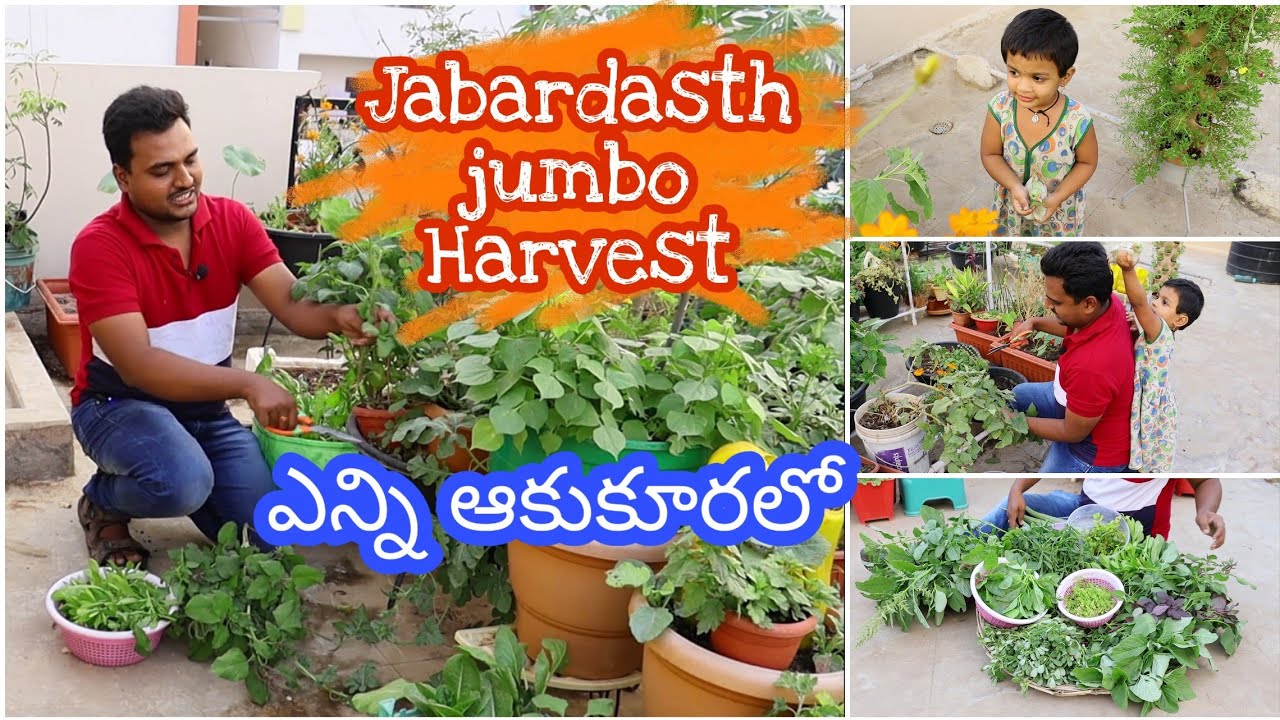 ఆకుకూరాలే అనుకున్నా కానీ ఎన్ని వచ్చాయో హార్వెస్ట్ చేశాక నమ్మలేకపోతున్నా Jumbo Harvest ever