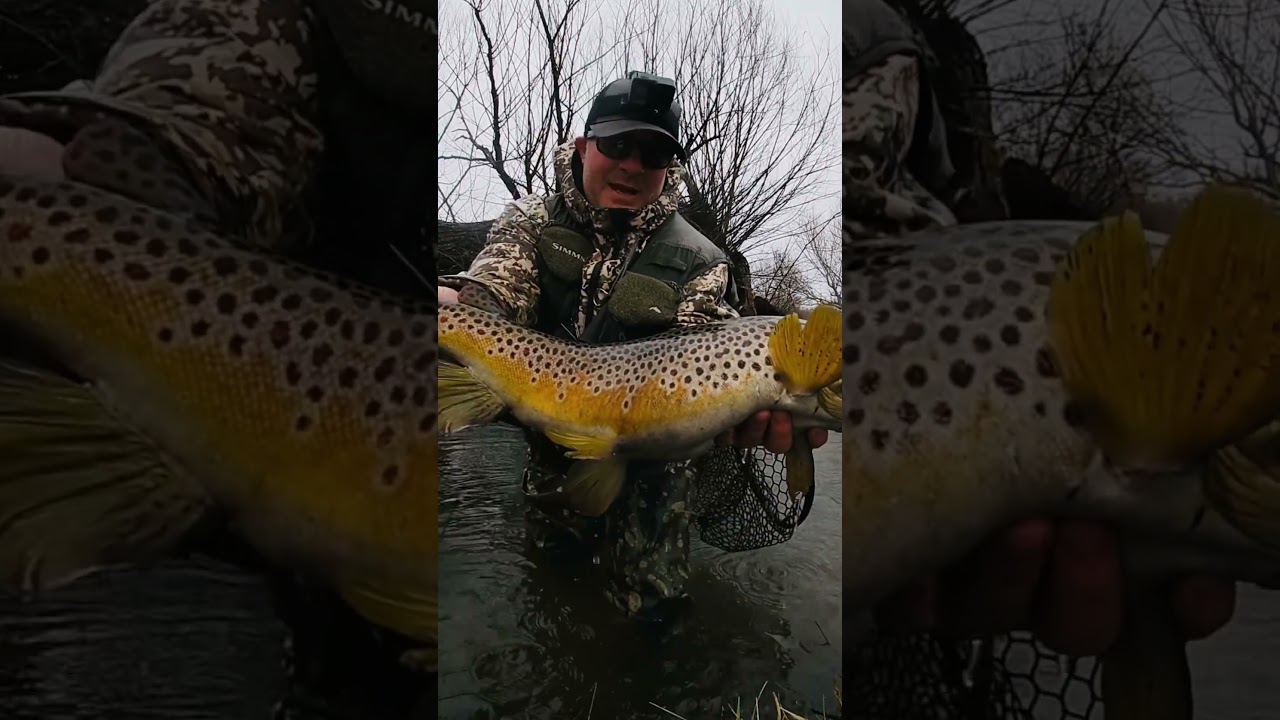 Дикая форель моей жизни #pb #fishing #trout