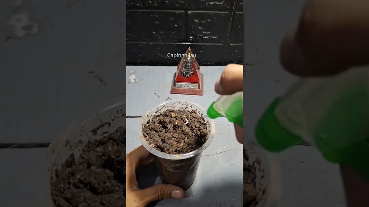 How to Plant [Syzygium oleana] Cuttings Method, It's Not Difficult! 