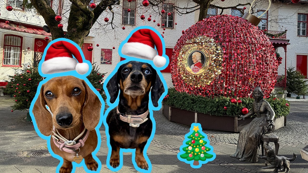 🎄Рождественские ярмарки с таксами: Германия 🐕
