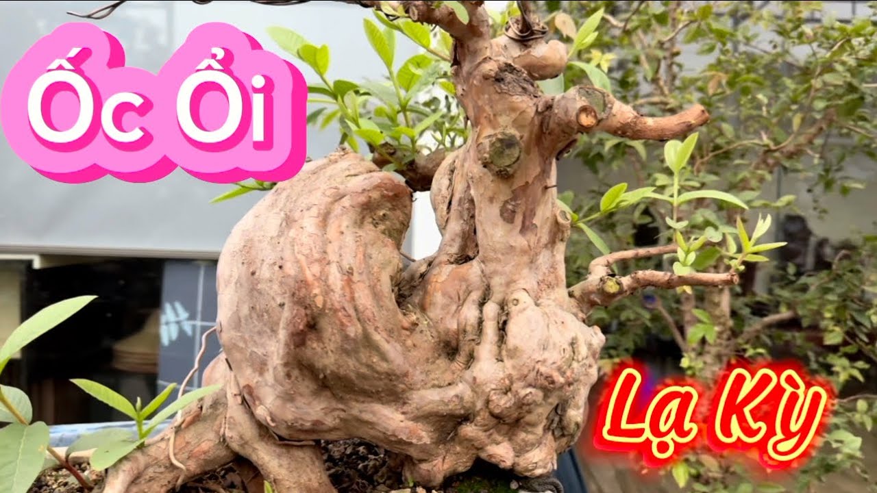 Thăm lại vườn cây Đặc Biệt toàn đồ Độc Dị Lạ với đa dạng loài cây hiếm