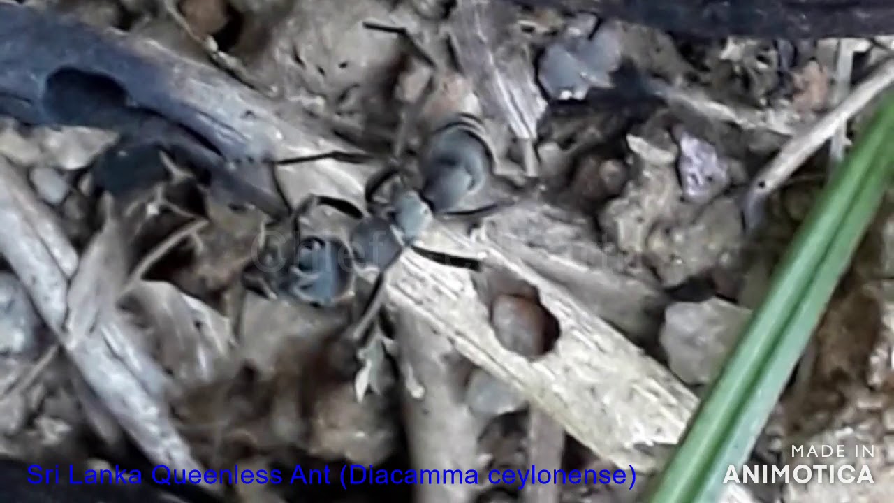 Sri Lankan Queenless Ant (Diacamma ceylonense)