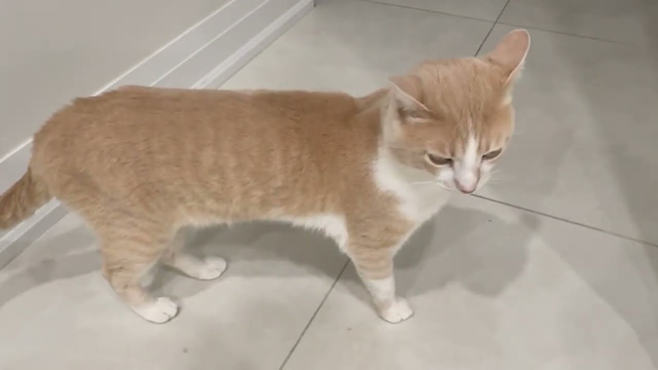 My Cat Does This Weird Thing.. I can't explain it