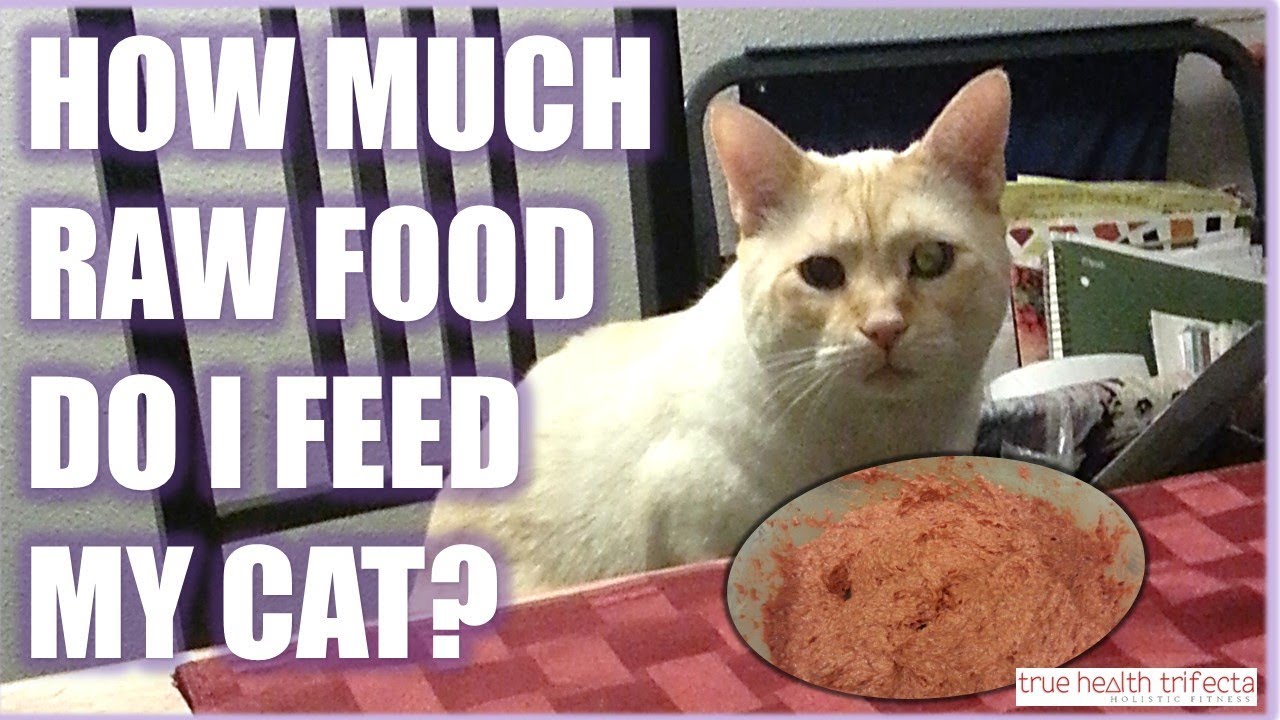 How much RAW FOOD should I feed my cat? - Portion Size Talk / Cat Lady Fitness
