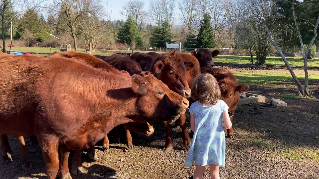 Irish Dexter Cattle or big dogs?