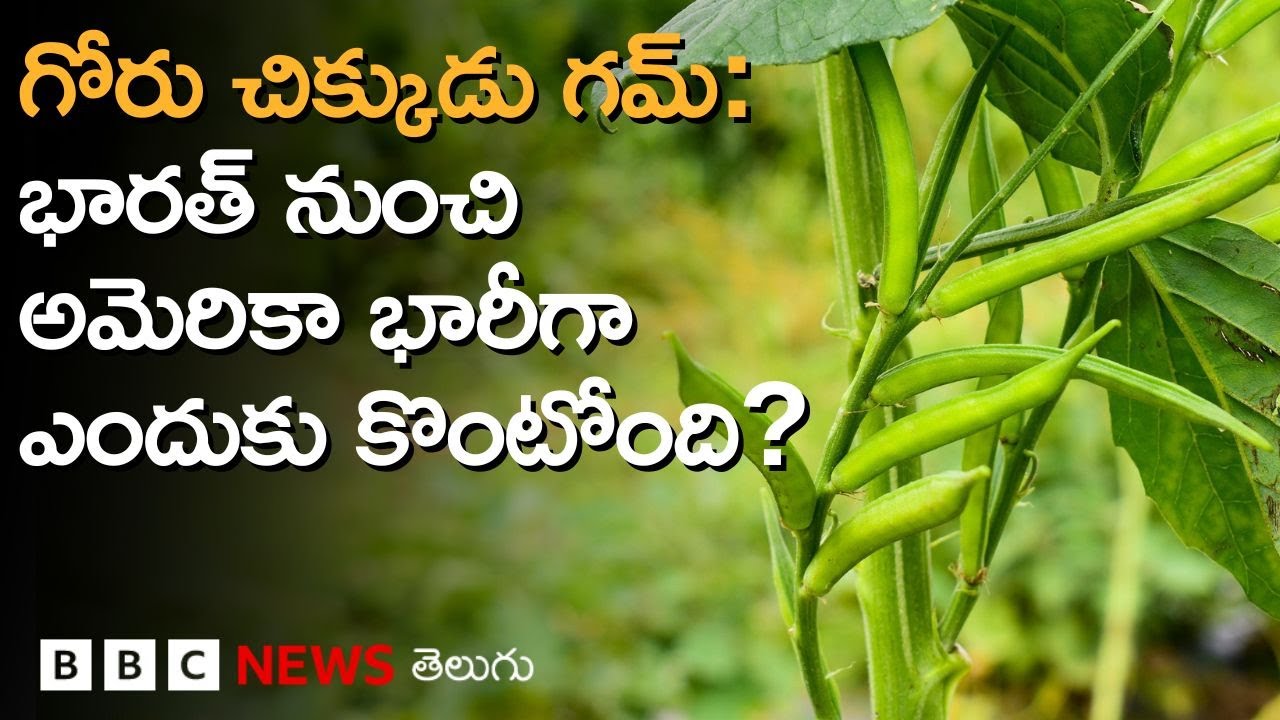Guar gum: భారత్‌లో గోరు చిక్కుడుతో తయారయ్యే 'గ్వార్ గమ్' ఏంటి, అమెరికాకు ఇది ఎంత ముఖ్యం? BBC Telugu