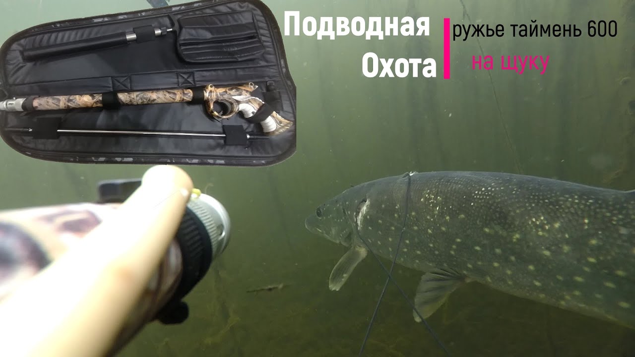 Подводная Охота на щуку, осень 2024, с ружьем Таймень600