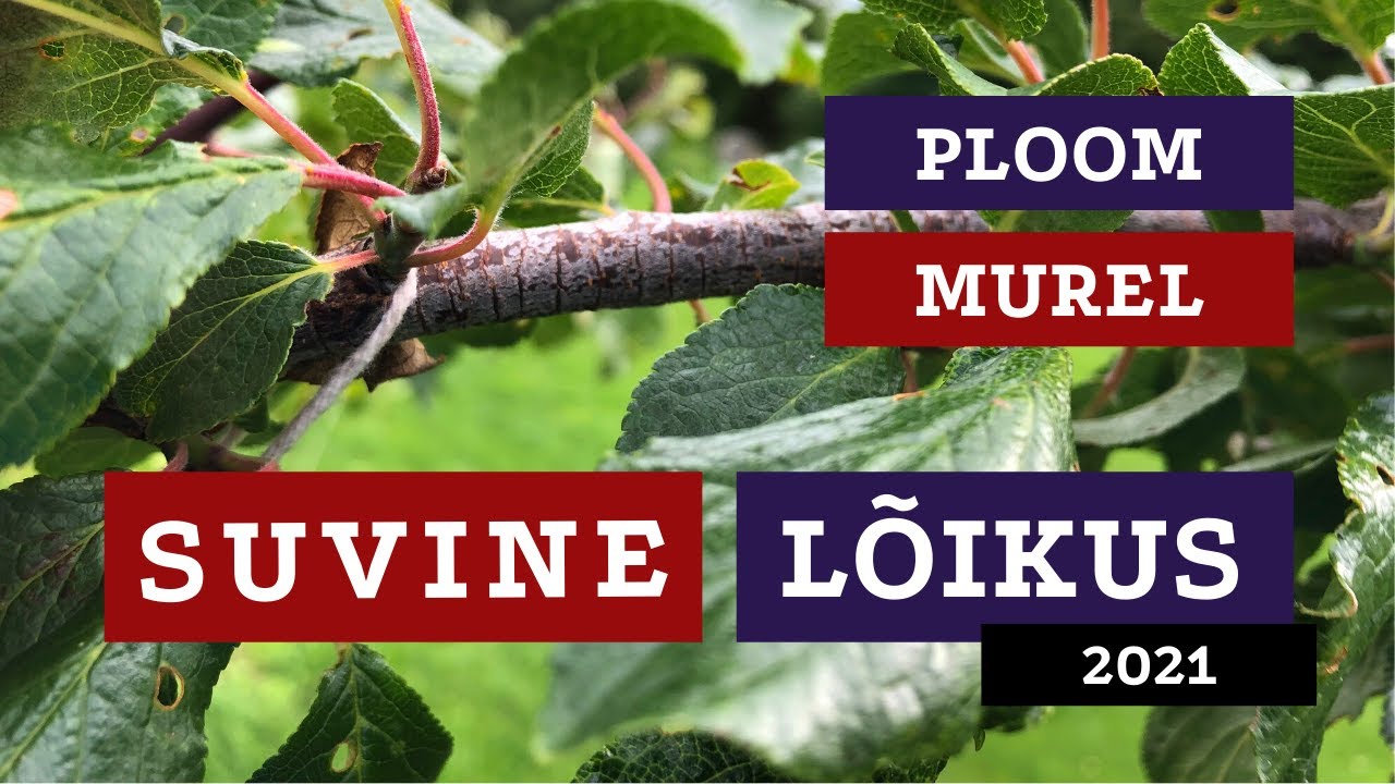 4-aastaste ploomi- ja murelipuude suvine lõikus | Roheline maja