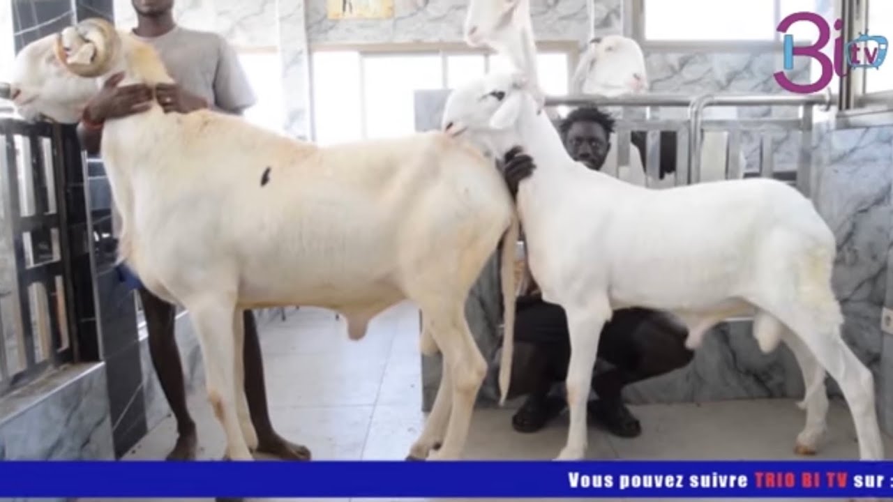 MASSAR FILS DE THIAPATHIOLY TRANSFÉRÉ VERS GAMBIA 🇬🇲 👂✍️✅