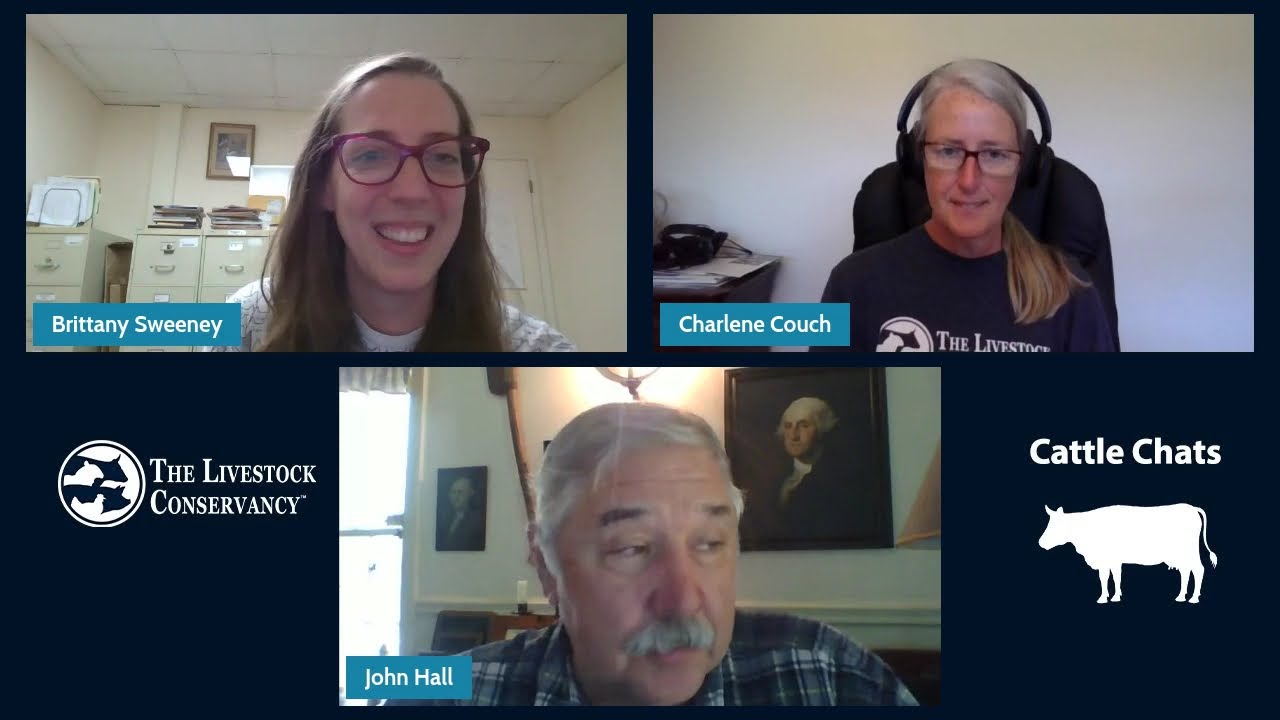 Cattle Chats with John Hall of the American Milking Devon Cattle Association