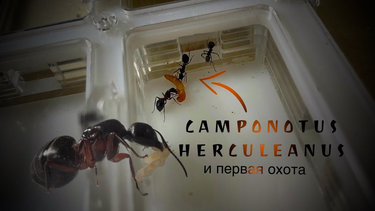CAMPONOTUS HERCULEANUS. Муравьи гиганты|| Переселение в новый формикарий и ПЕРВАЯ охота!
