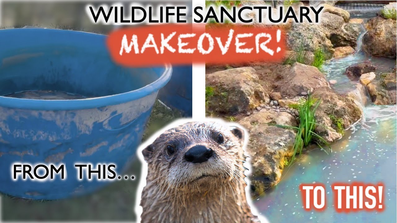 Building Naturalistic Ponds for Rescued Bears and Otters in Florida!