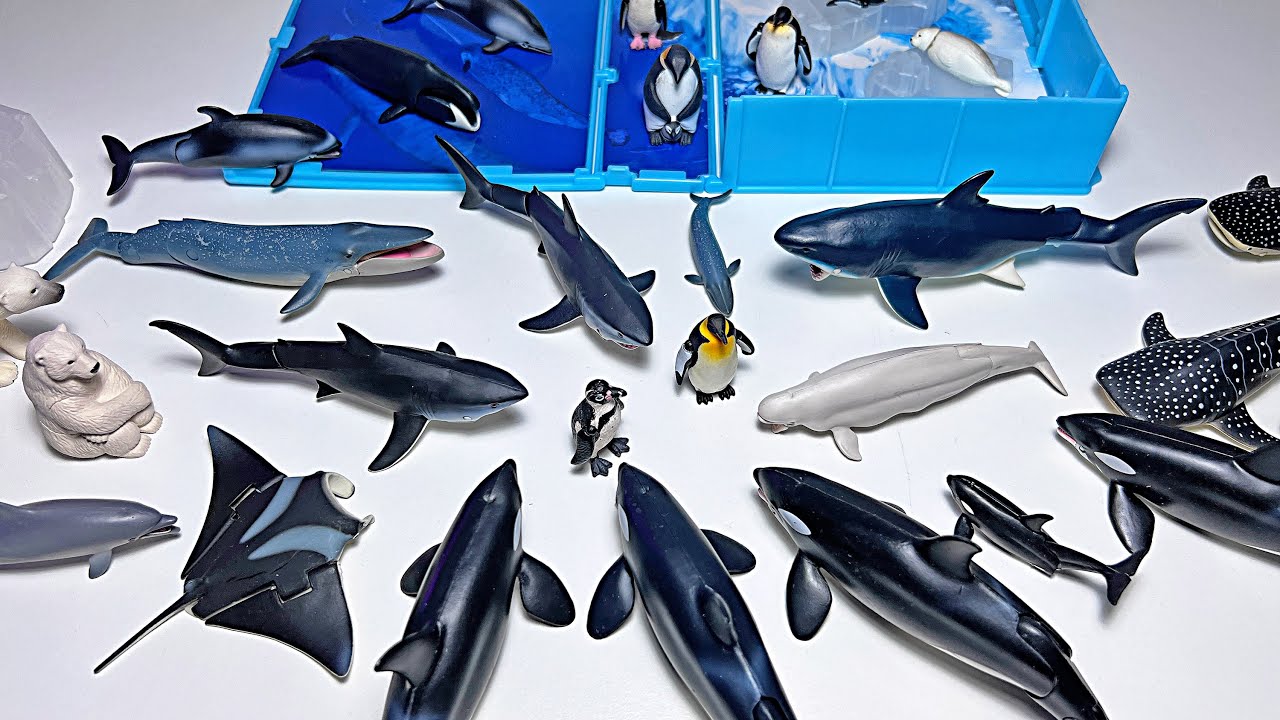 New Sea Animals - Dolphin, Orca, Shark, Whale Shark, Bowhead Whale, Manta Ray, Penguin, Polar Bear