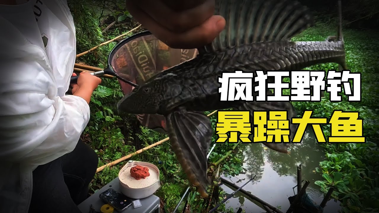野釣瘋狂釣點，水質無敵卻沒魚，竟也釣到大魚！